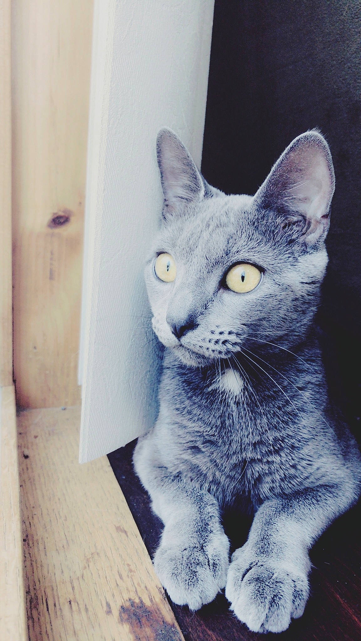 Chloe Elizabeth joined the competition — help win amazing prizes! asian, british_shorthair, carnivore, cat, chartreux, domestic_short_haired_cat, european_shorthair, felidae, german_rex, kitten, korat, mammal, russian_blue, small_to_medium_sized_cats, snout, vertebrate, whiskers, window