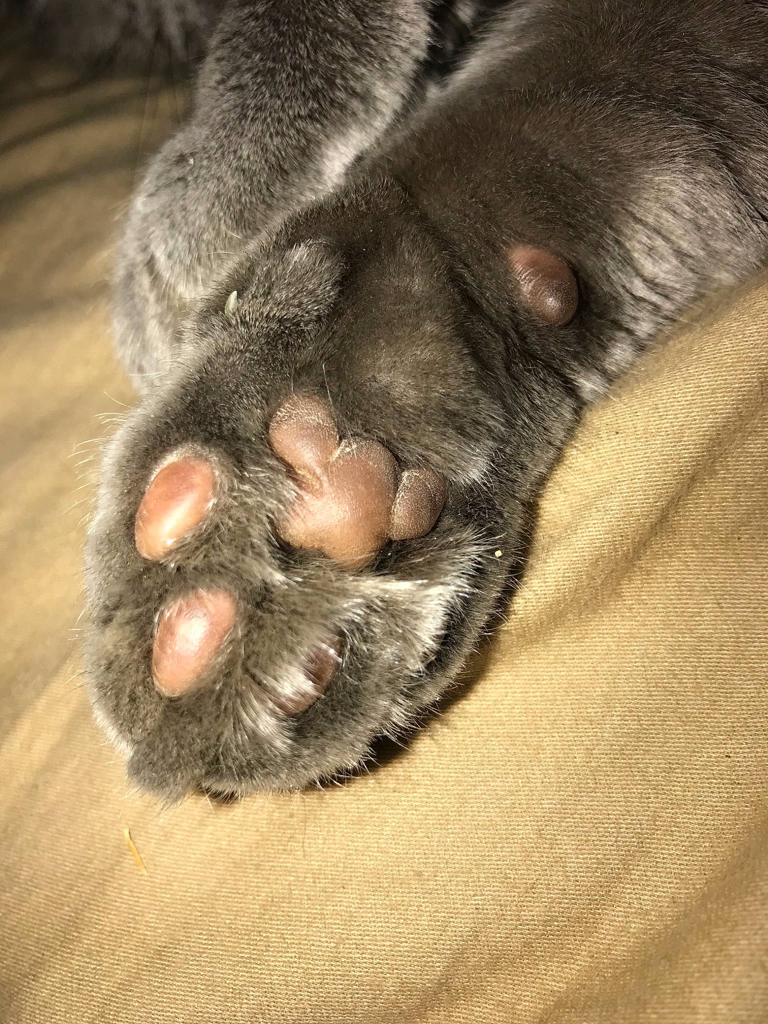 Chloe Elizabeth is registered to the contest to win money with this photo: canidae, carnivore, close_up, dog_breed, fur, nose, paw, snout, whiskers
