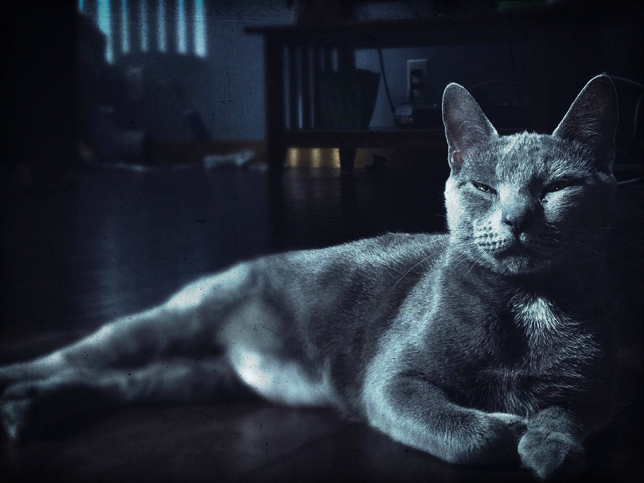 Chloe Elizabeth joined the competition — help win amazing prizes! asian, black_and_white, burmese, carnivore, cat, chartreux, devon_rex, eye, felidae, korat, mammal, monochrome, organism, russian_blue, sky, small_to_medium_sized_cats, snapshot, snout, vertebrate, whiskers