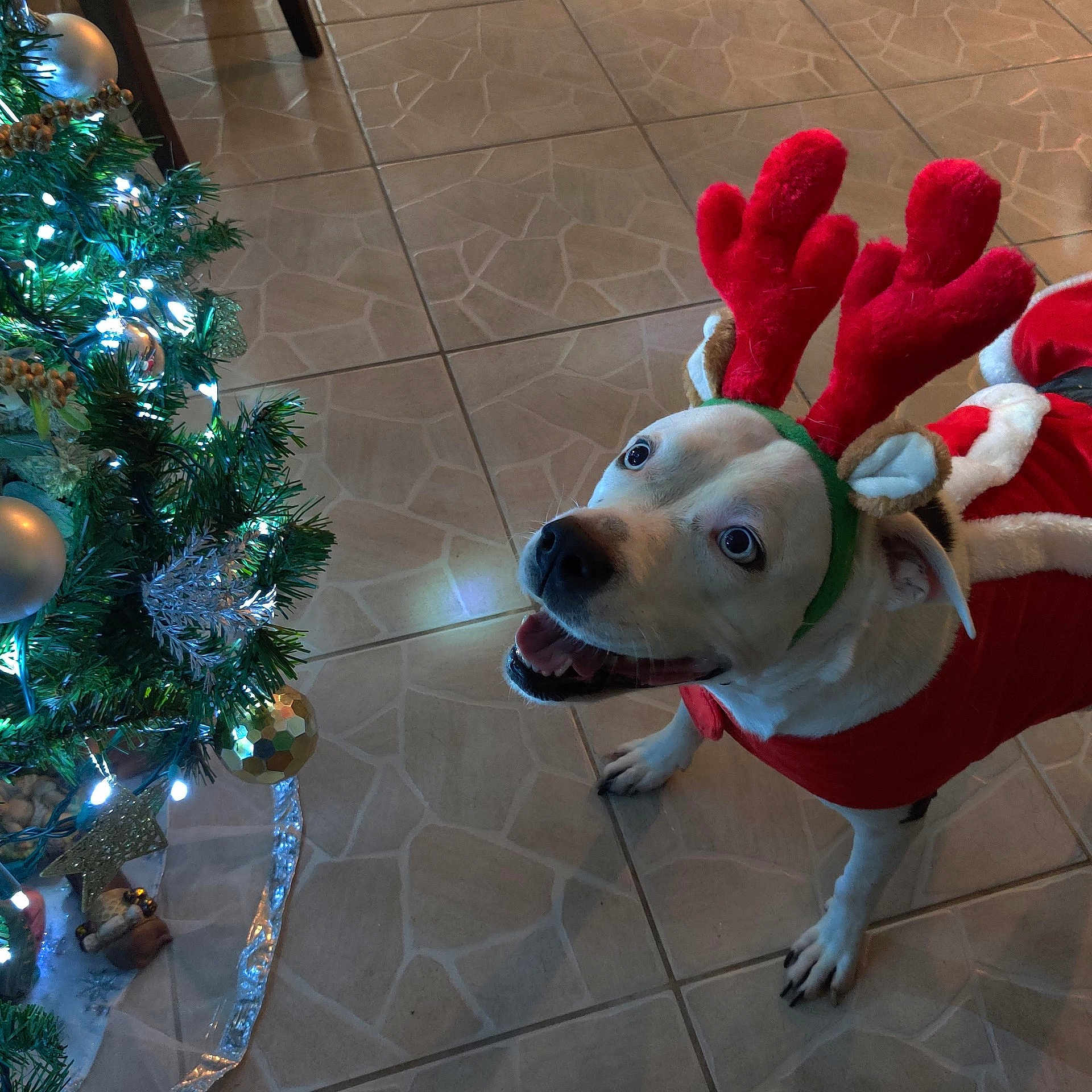 Rain is registered to the contest to win money with this photo: accessories, animal, bulldog, canine, christmas, christmasdecorations, dog, festival, fir, hound, husky, labradorretriever, person, pet, plant, pointer, puppy, sphere, tree, whitedog
