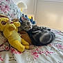 Léon participe au concours pour gagner de l'argent avec cette photo : animal, bed, cat, comfort, cozy, cute, decor, feline, floral_bedspread, home, indoor, lamp, pet, plush_toys, relaxed, resting, soft_light, stuffed_animal, tabby_cat, window