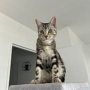 Léon a rejoint le concours — aidez-le/la à gagner de superbes lots ! animal, cat, cat_tree, curious, doorway, ears, eyes, feline, fur, home, indoor, paws, pet, plant, shelf, sitting, tabby, tail, whiskers, white_wall