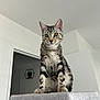 animal, cat, cat_tree, curious, doorway, ears, eyes, feline, fur, home, indoor, paws, pet, plant, shelf, sitting, tabby, tail, whiskers, white_wall
