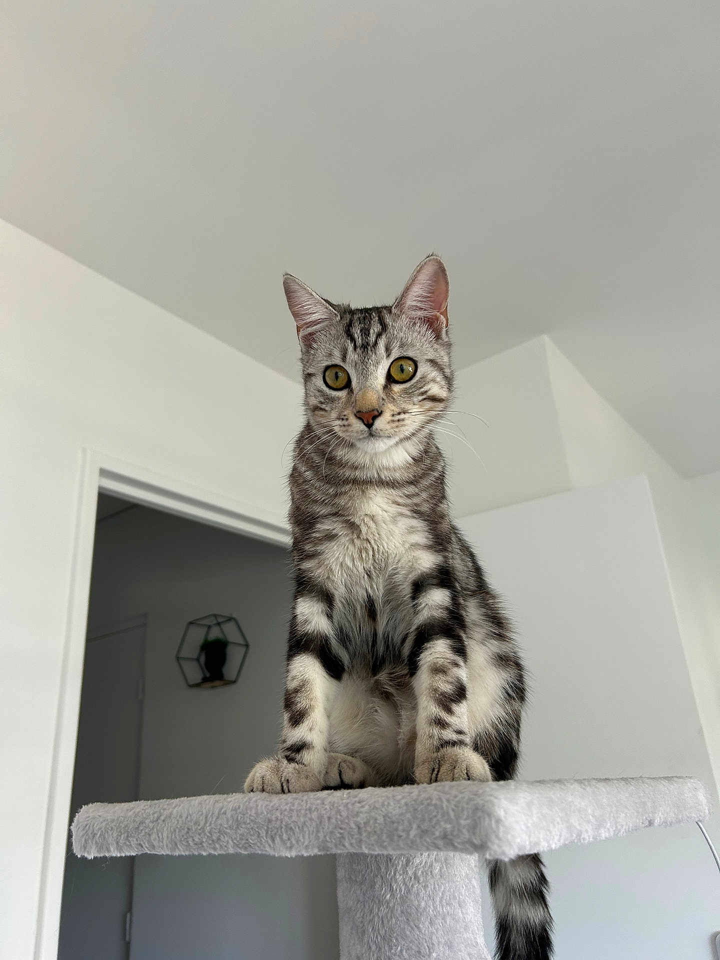 Léon