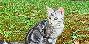 Léon a rejoint le concours — aidez-le/la à gagner de superbes lots ! animal, cat, curious, feline, fur, garden, grass, greenery, harness, hedge, leash, moss, nature, outdoor, pet, plants, sitting, small, tabby, yellow_eyes
