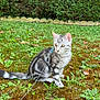 animal, cat, curious, feline, fur, garden, grass, greenery, harness, hedge, leash, moss, nature, outdoor, pet, plants, sitting, small, tabby, yellow_eyes