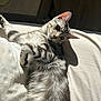 Léon participe au concours pour gagner de l'argent avec cette photo : animal, bed, cat, cozy, curious, ears, feline, fur, indoor, paw, pet, relaxed, resting, silver_tabby, soft_light, stretching, sunlight, tabby, whiskers, white_bed