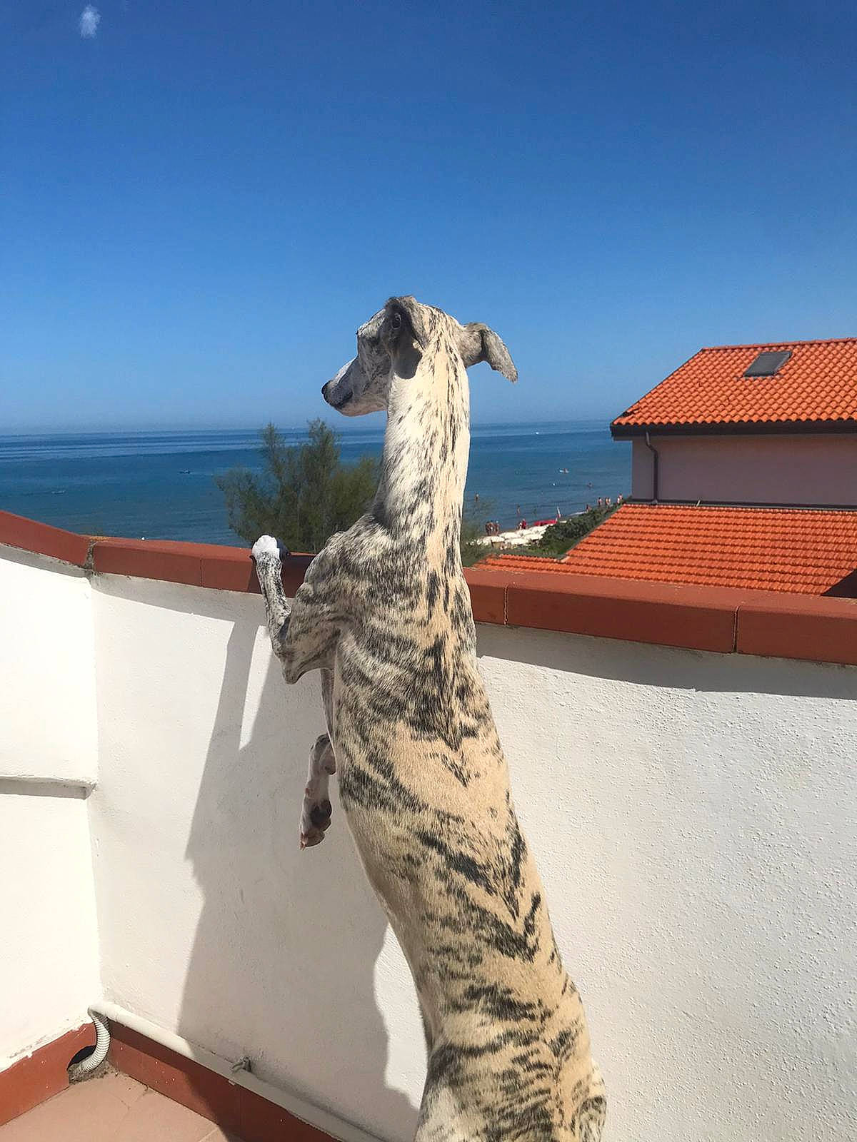 Ulysse participe au concours pour gagner de l'argent avec cette photo : art, canidae, dog, dog_breed, fawn, felidae, horizon, landscape, military_camouflage, monument, ocean, rock, roof, sculpture, sky, sporting_group, tail, trunk, water, wood