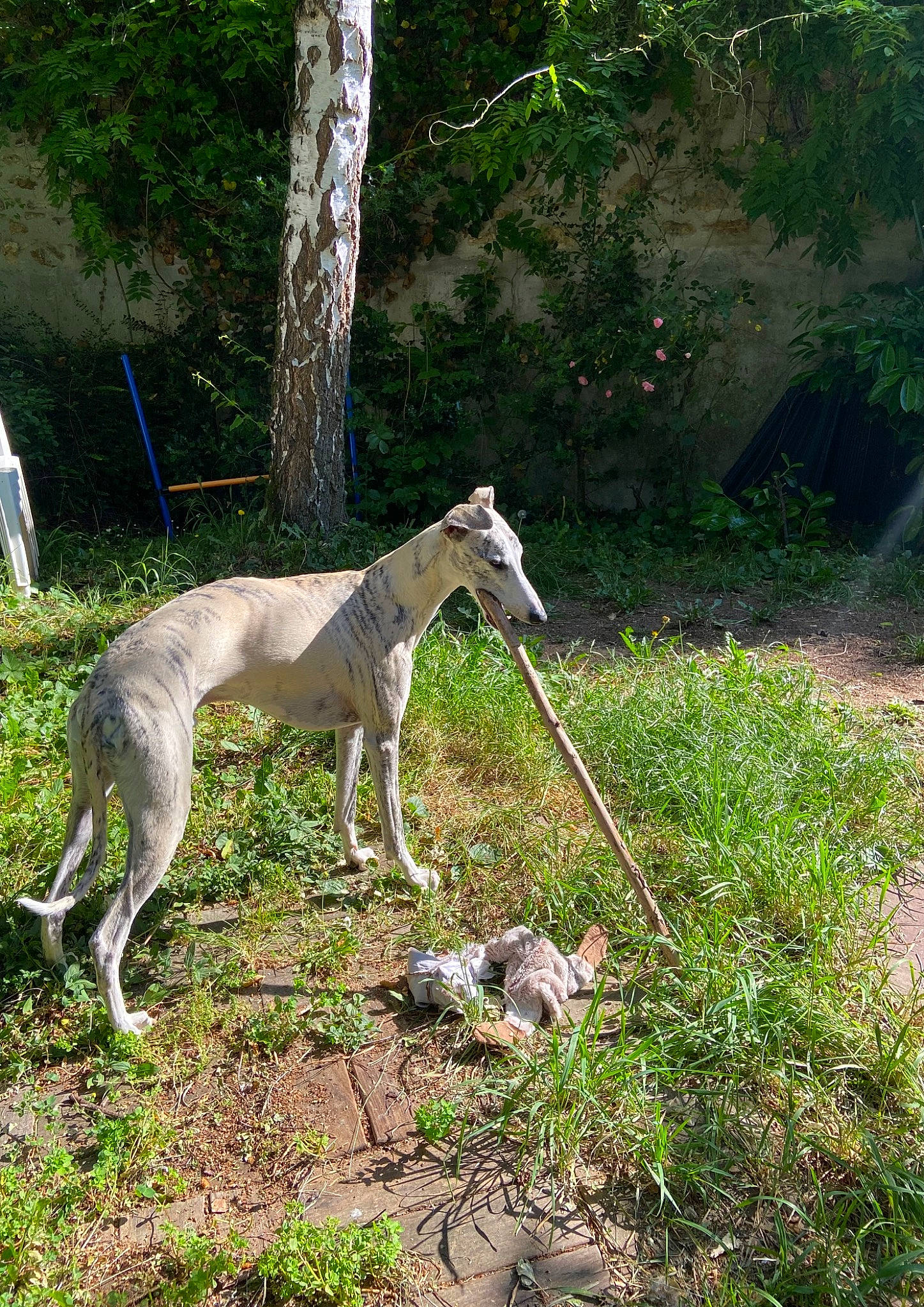 Ulysse a rejoint le concours — aidez-le/la à gagner de superbes lots ! canidae, carnivore, collar, companion_dog, dog, dog_breed, grass, groundcover, hunting_dog, magyar_agar, plant, polish_greyhound, rampur_greyhound, sighthound, sporting_group, tail, terrestrial_animal, tree, wildlife, working_animal