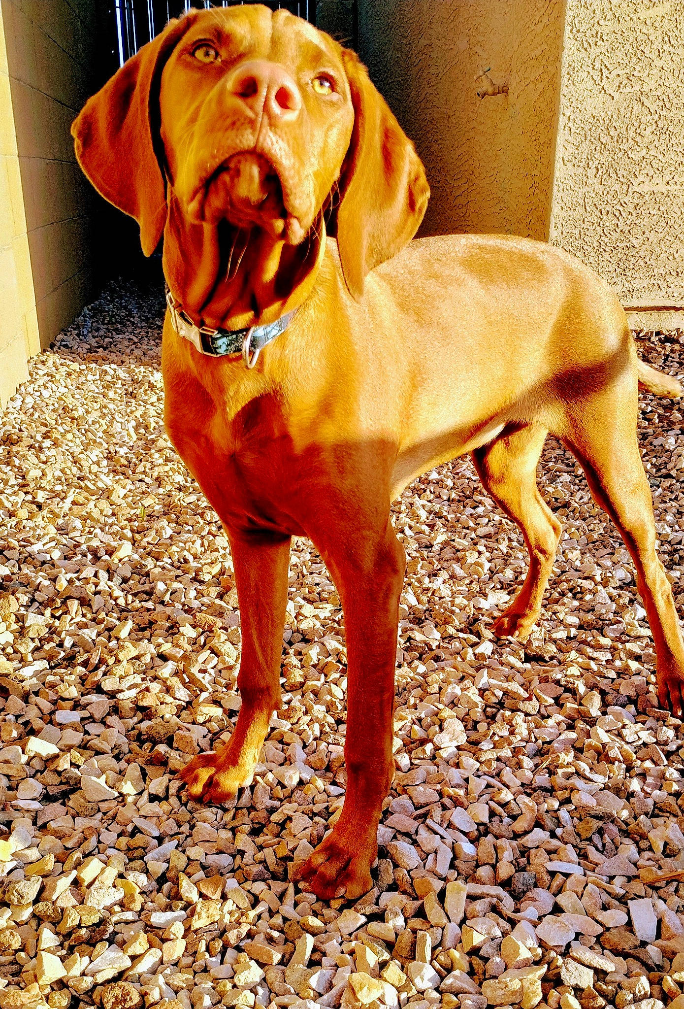 Libby joined the competition — help win amazing prizes! canidae, carnivore, collar, companion_dog, dog, dog_breed, dog_collar, fawn, german_shorthaired_pointer, gun_dog, hound, liver, peach, pebble, sporting_group, tail, terrestrial_animal, wood, working_animal, working_dog