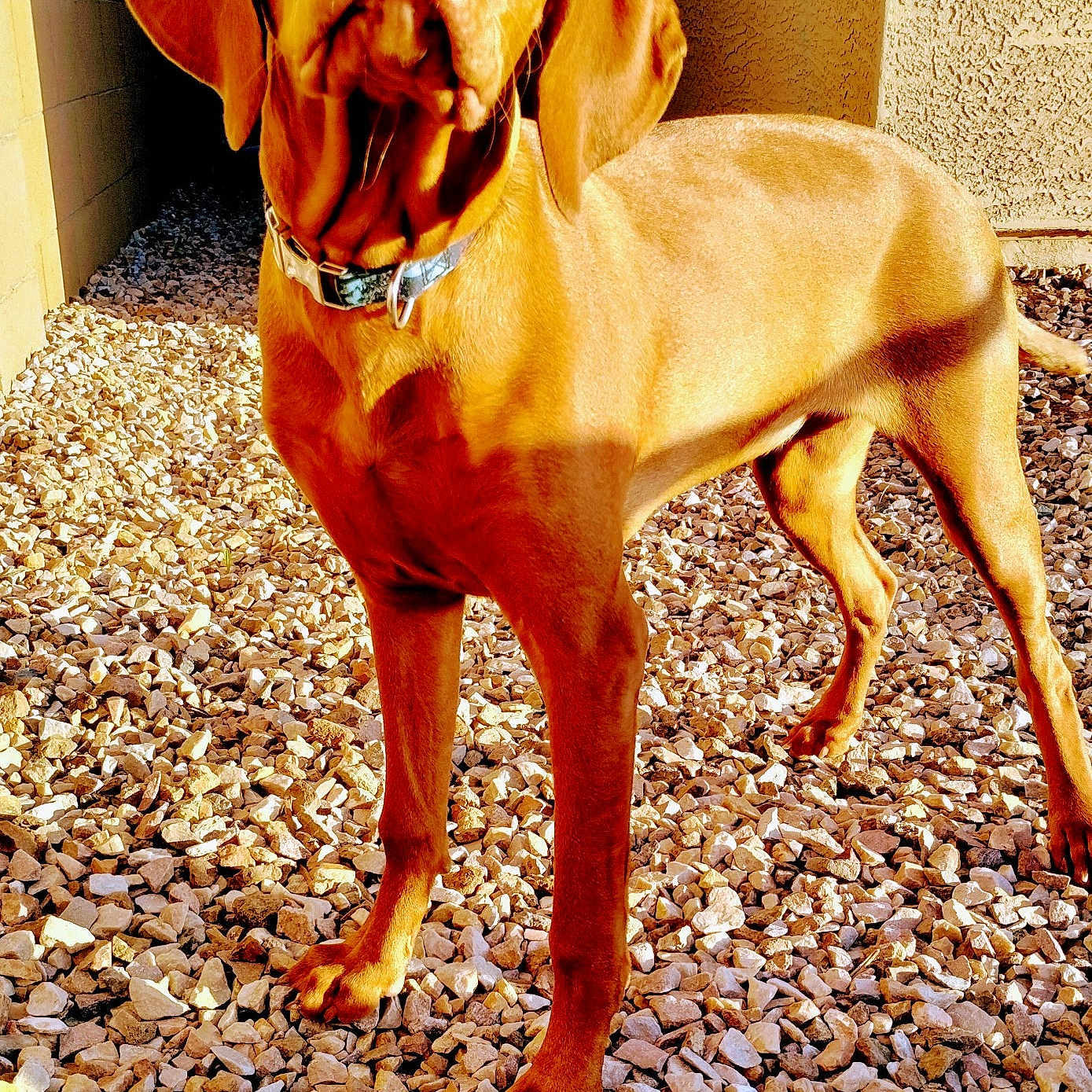 Libby