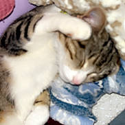 Sheila joined the competition — help win amazing prizes! cat, tabby, sleeping, paw, blanket, knitted, cozy, indoor, pet, fur, resting, cute, relaxed, animal, white, brown, striped, face_covering, soft, comfort