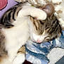 cat, tabby, sleeping, paw, blanket, knitted, cozy, indoor, pet, fur, resting, cute, relaxed, animal, white, brown, striped, face_covering, soft, comfort