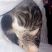 Sheila joined the competition — help win amazing prizes! animal, blanket, cat, comfort, cozy, curled_up, cute, domestic_animal, ears, feline, fur, indoor, pet, resting, sleep, sleeping, soft_texture, tabby, whiskers, white_blanket