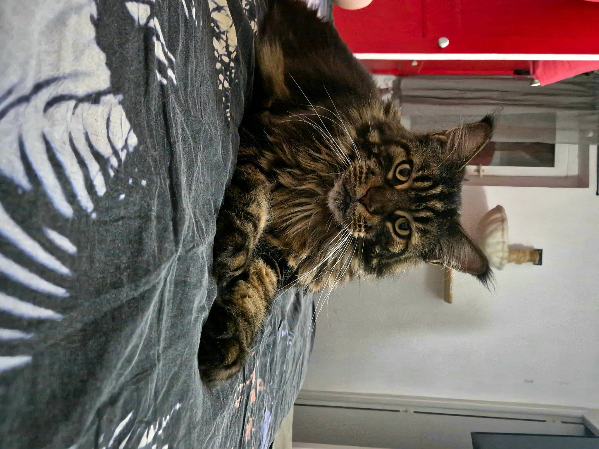 Django a rejoint le concours — aidez-le/la à gagner de superbes lots ! art, carnivore, cat, claw, domestic_short_haired_cat, felidae, fur, small_to_medium_sized_cats, tail, tree, whiskers, window