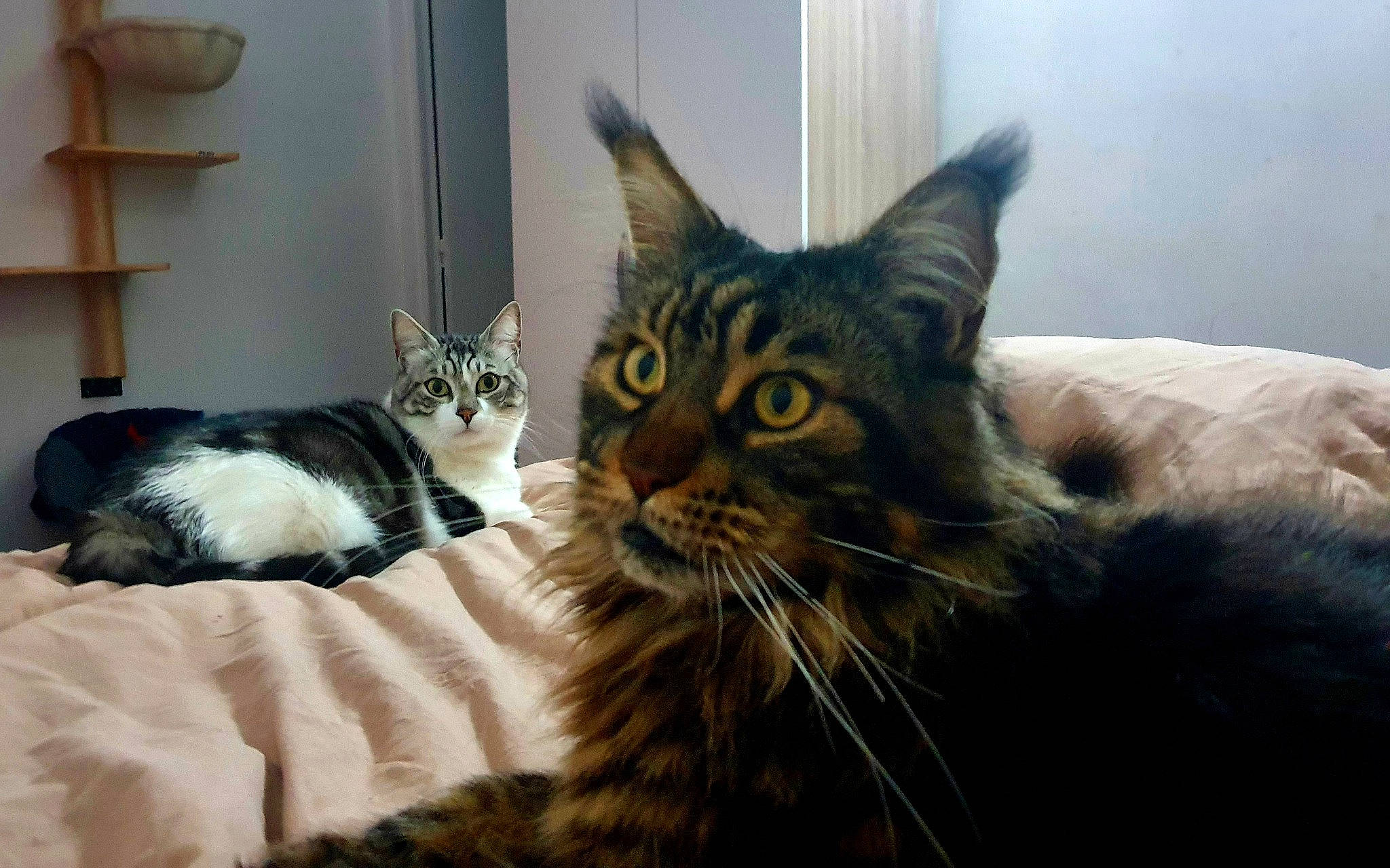 Django a rejoint le concours — aidez-le/la à gagner de superbes lots ! carnivore, cat, cat_supply, comfort, domestic_short_haired_cat, felidae, fur, room, small_to_medium_sized_cats, snout, terrestrial_animal, whiskers, window