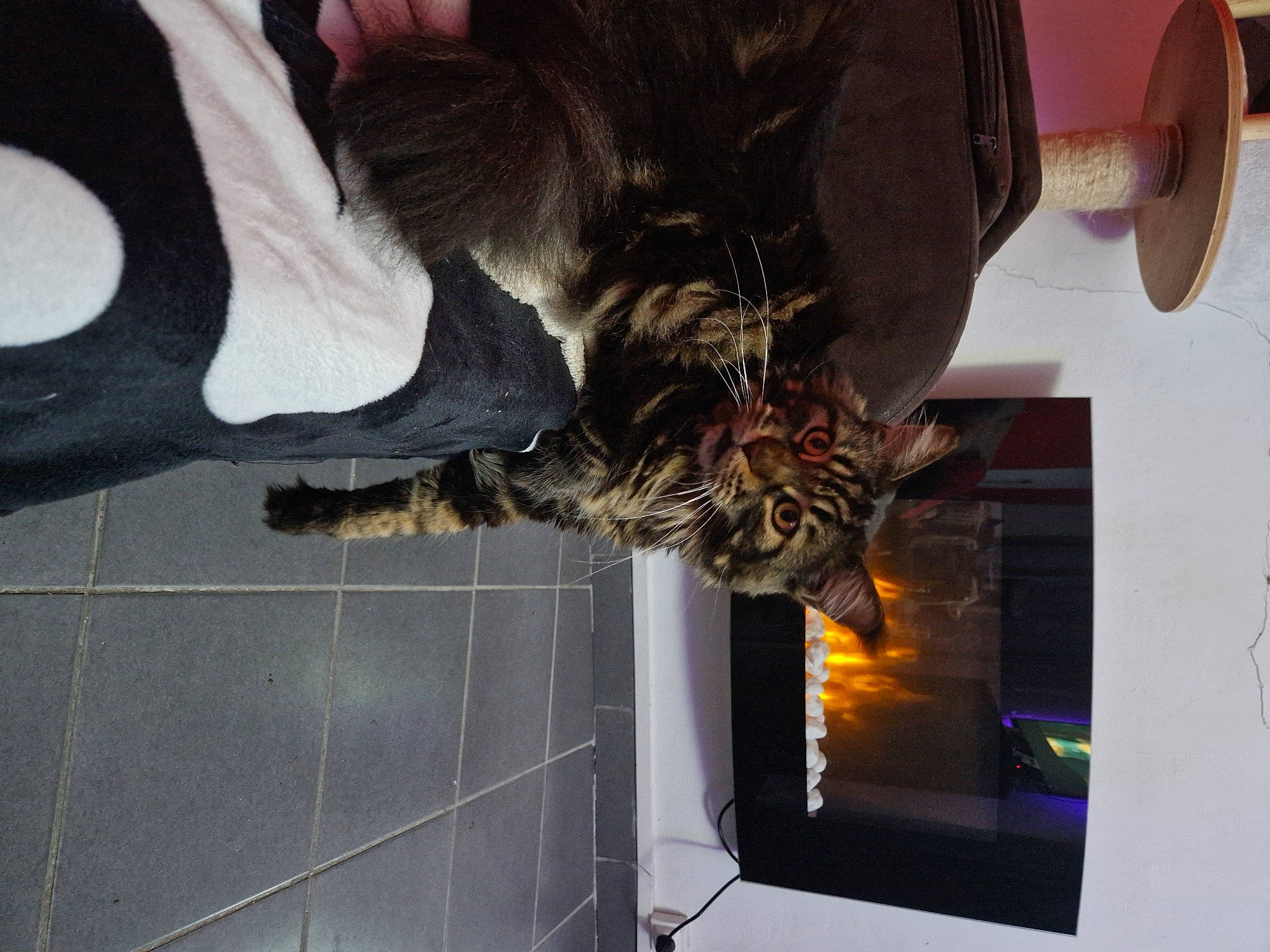 Django a rejoint le concours — aidez-le/la à gagner de superbes lots ! canidae, carnivore, claw, companion_dog, dog_breed, feather, felidae, flooring, fur, hat, room, small_to_medium_sized_cats, sporting_group, tail, whiskers, wing, wood