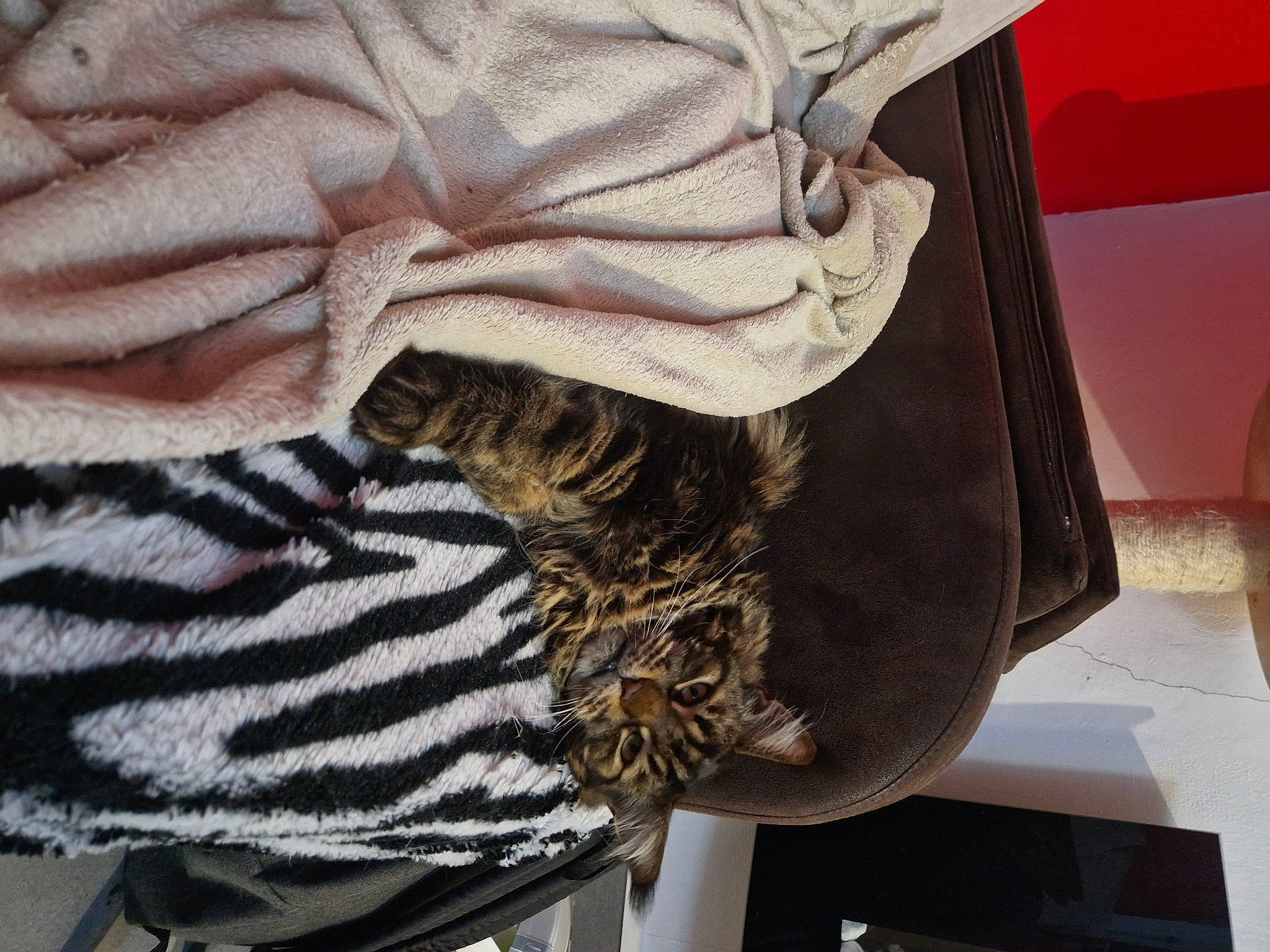 Django a rejoint le concours — aidez-le/la à gagner de superbes lots ! baby_toddler_clothing, camouflage, cap, comfort, fashion_accessory, fashion_design, feather, fur, hat, human_leg, linens, military_camouflage, nail, pattern, room, sleeve, textile, uniform, waist, wool