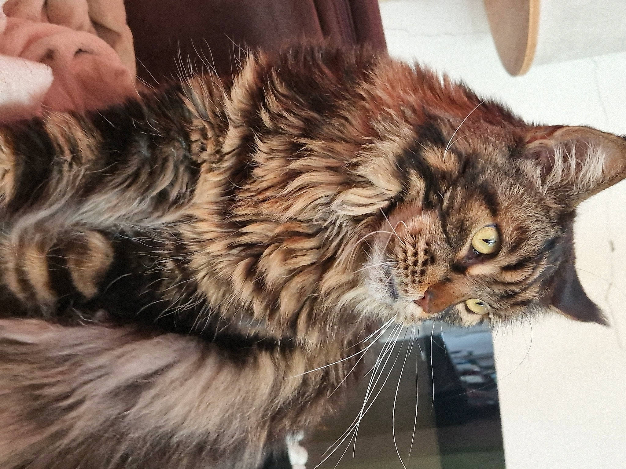Django participe au concours pour gagner de l'argent avec cette photo : british_longhair, carnivore, cat, domestic_short_haired_cat, felidae, fur, maine_coon, natural_material, siberian, small_to_medium_sized_cats, snout, tail, terrestrial_animal, whiskers