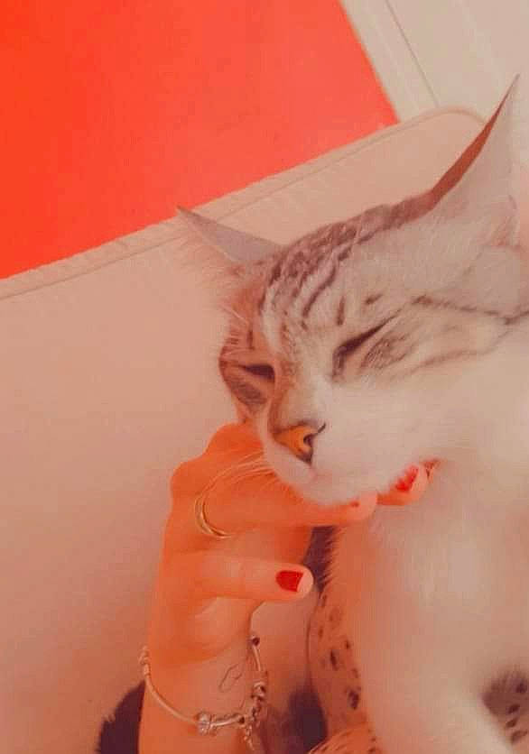 Zen participe au concours pour gagner de l'argent avec cette photo : art, carnivore, cat, chest, ear, eyelash, fawn, felidae, fur, jaw, neck, paw, peach, pink, small_to_medium_sized_cats, snout, tail, toy, visual_arts, whiskers