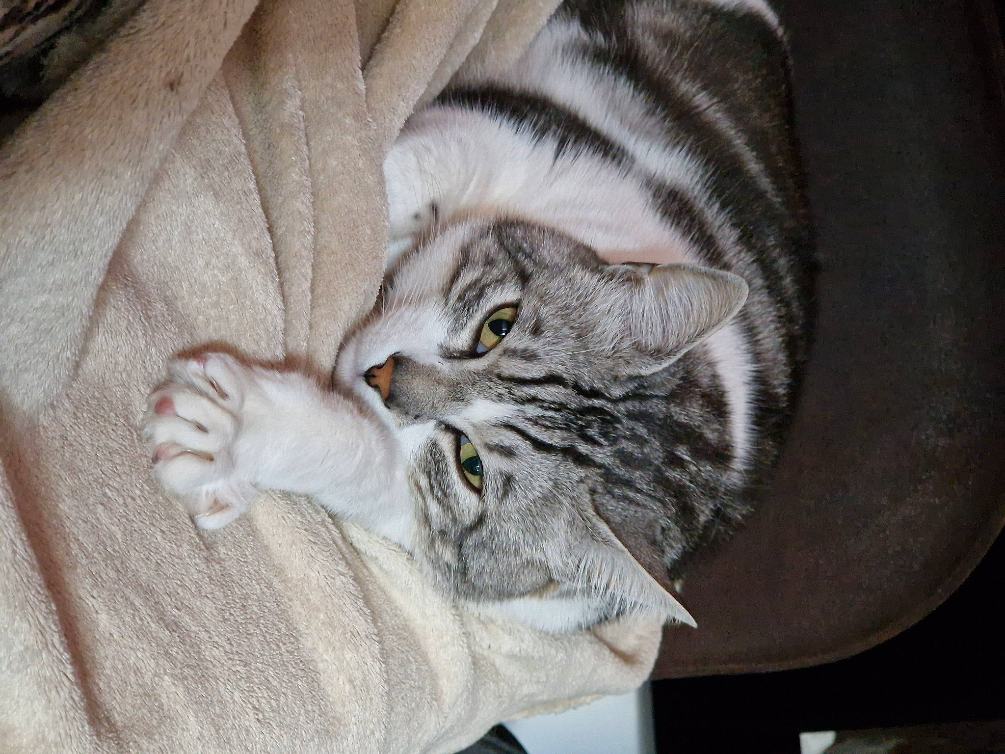 Zen a rejoint le concours — aidez-le/la à gagner de superbes lots ! carnivore, cat, claw, comfort, domestic_short_haired_cat, ear, felidae, fur, grey, paw, small_to_medium_sized_cats, snout, tail, terrestrial_animal, whiskers, wood