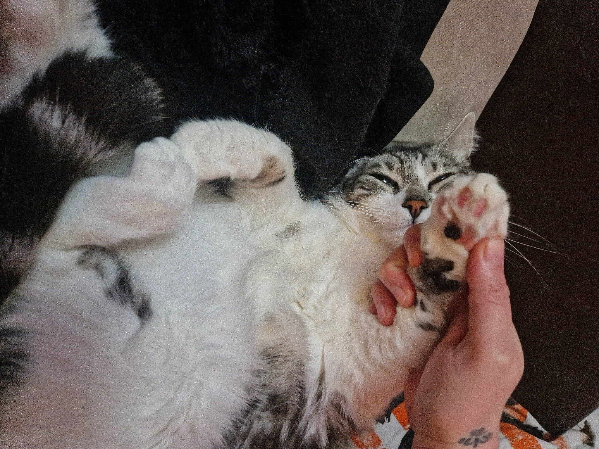 Zen a rejoint le concours — aidez-le/la à gagner de superbes lots ! carnivore, cat, claw, comfort, companion_dog, dog_breed, domestic_short_haired_cat, event, fang, fawn, felidae, fur, gesture, lap, nail, paw, small_to_medium_sized_cats, snout, tail, whiskers