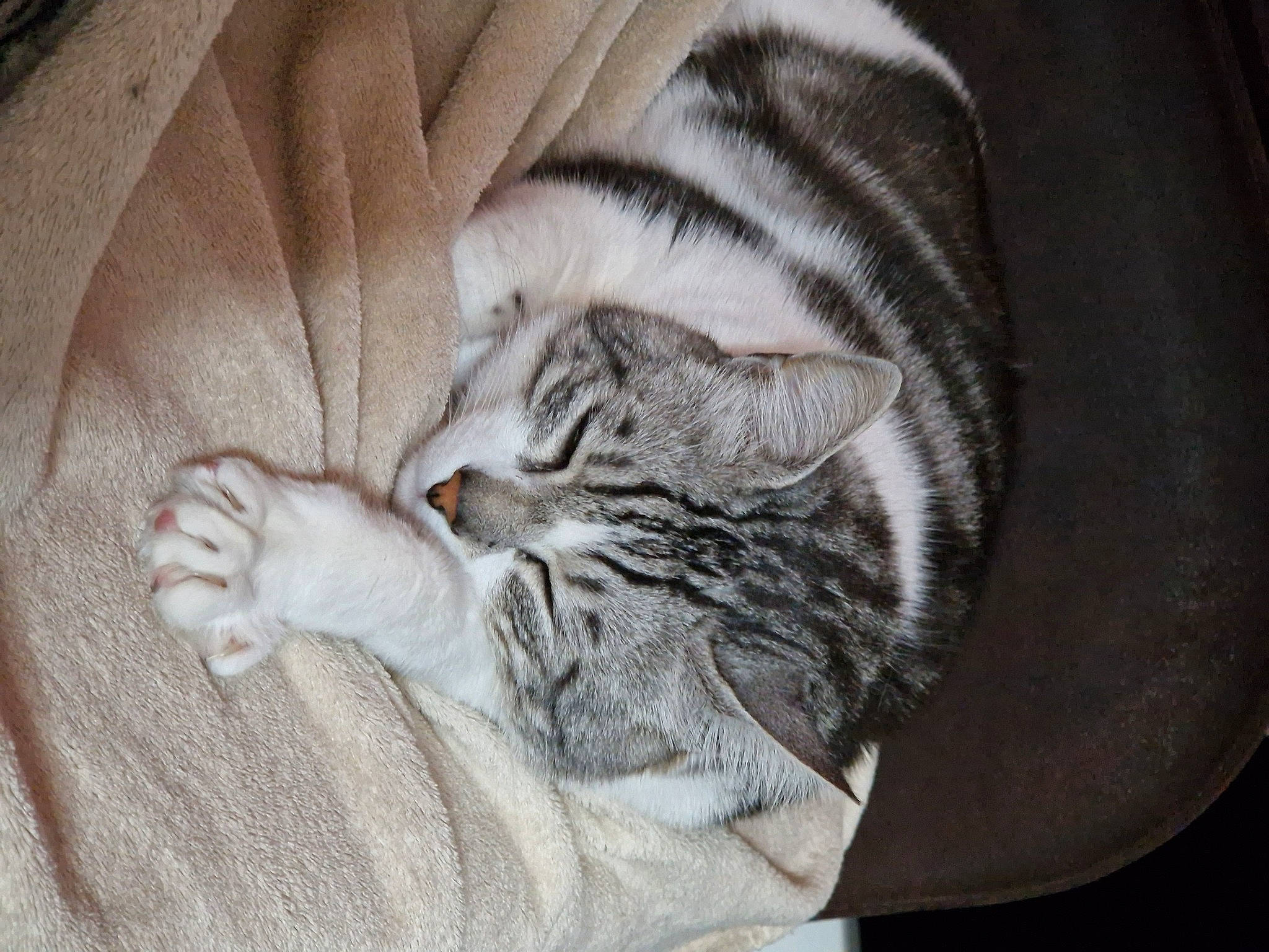 Zen participe au concours pour gagner de l'argent avec cette photo : carnivore, cat, circle, claw, comfort, domestic_short_haired_cat, ear, fawn, felidae, fur, grey, nap, paw, small_to_medium_sized_cats, snout, tail, textile, whiskers, wood, wrinkle