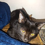 Kent Walker is registered to the contest to win money with this photo: cat, black_cat, yellow_eyes, pet, indoor, animal, feline, fur, whiskers, close_up, cozy, blanket, resting, cute, domestic_animal, mammal, sleepy, portrait, face, ears