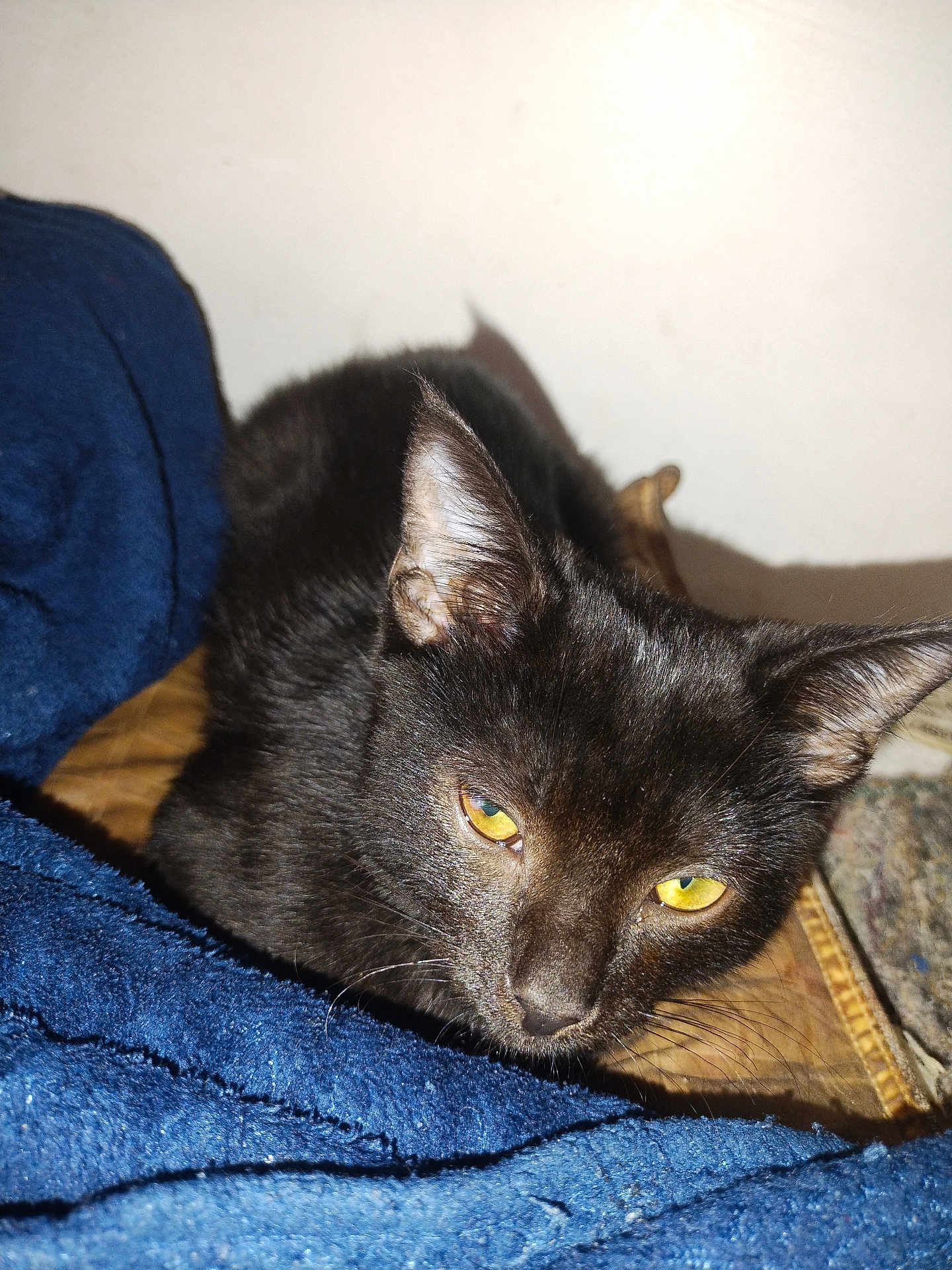 Kent Walker is registered to the contest to win money with this photo: cat, black_cat, yellow_eyes, pet, indoor, animal, feline, fur, whiskers, close_up, cozy, blanket, resting, cute, domestic_animal, mammal, sleepy, portrait, face, ears