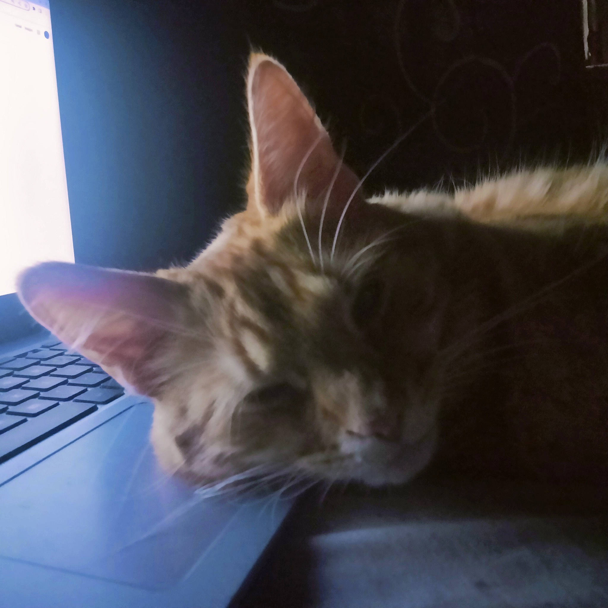 Genger joined the competition — help win amazing prizes! carnivore, cat, comfort, computer, computer_keyboard, domestic_short_haired_cat, felidae, fur, input_device, laptop, netbook, office_equipment, paw, peripheral, personal_computer, small_to_medium_sized_cats, snout, space_bar, tail, whiskers