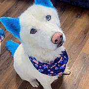 Sky joined the competition — help win amazing prizes! animal_portrait, bandana, blue_ears, blue_tail, canine, companion, curious, cute, dog, domestic_animal, fur, head_tilt, household, indoor, looking_up, pet, sitting, stars_and_stripes, white_dog, wooden_floor