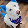 animal_portrait, bandana, blue_ears, blue_tail, canine, companion, curious, cute, dog, domestic_animal, fur, head_tilt, household, indoor, looking_up, pet, sitting, stars_and_stripes, white_dog, wooden_floor