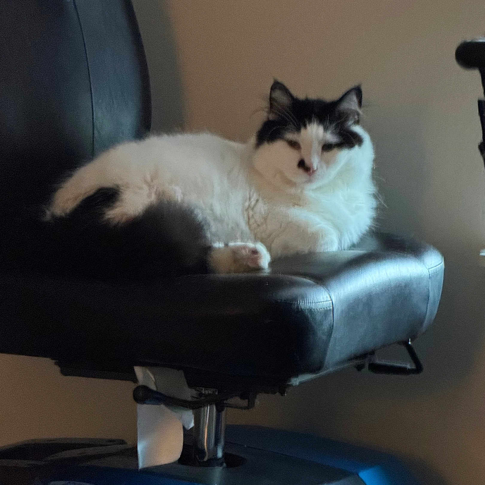 Mary is registered to the contest to win money with this photo: angora, animal, architecture, armchair, building, cat, chair, couch, cushion, electricaldevice, furniture, homedecor, indoors, kitten, livingroom, manx, microphone, person, pet, sleeping