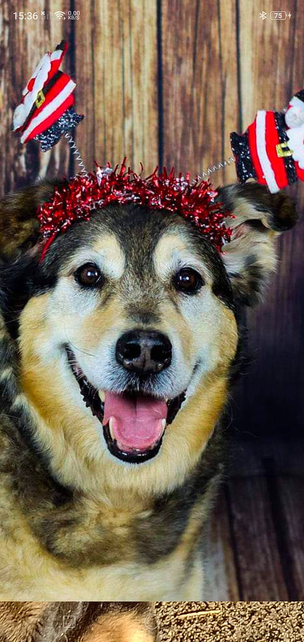 Olakai participe au concours pour gagner de l'argent avec cette photo : carnivore, clock, companion_dog, dog, dog_breed, dog_clothes, dog_supply, event, fawn, flag, fur, hat, holiday, leash, pet_supply, plant, snout, whiskers, winter, working_dog