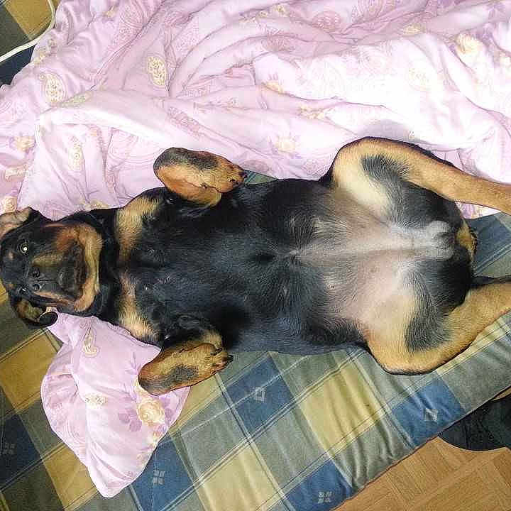 Mahela