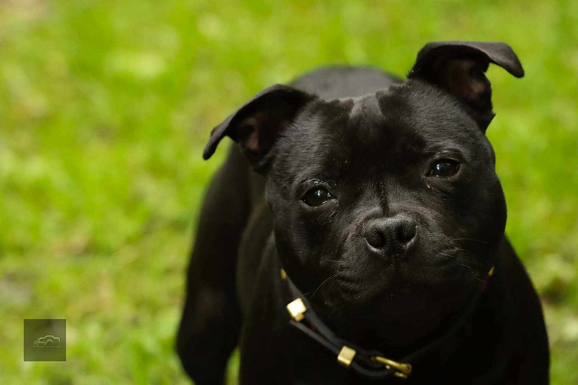 Blue participe au concours pour gagner de l'argent avec cette photo : dog, black_dog, pet, animal, collar, outdoor, grass, close_up, portrait, canine, fur, eyes, snout, ears, nature, mammal, cute, domestic_animal, friendly, young_dog