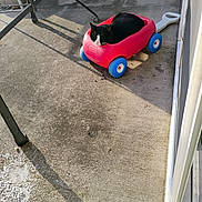 Roman joined the competition — help win amazing prizes! animal, background, black_and_white, blue, cat, concrete, daylight, furniture_leg, handle, outdoor, pet, quiet, red, relaxed, resting, shadow, small_wagon, sunlight, toy_wagon, wheels