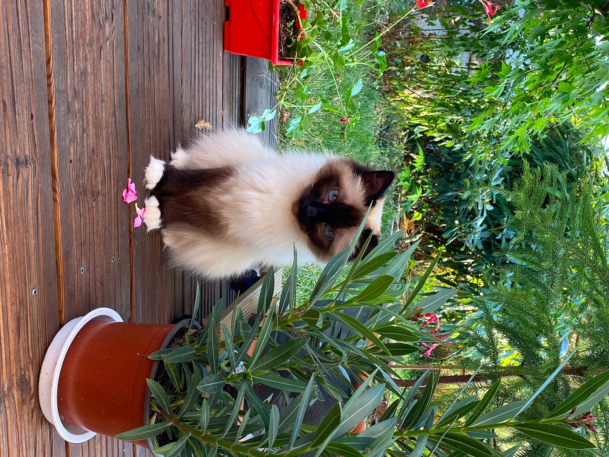 Laya participe au concours pour gagner de l'argent avec cette photo : balinese, birman, carnivore, cat, fawn, felidae, grass, plant, ragdoll, small_to_medium_sized_cats, tree