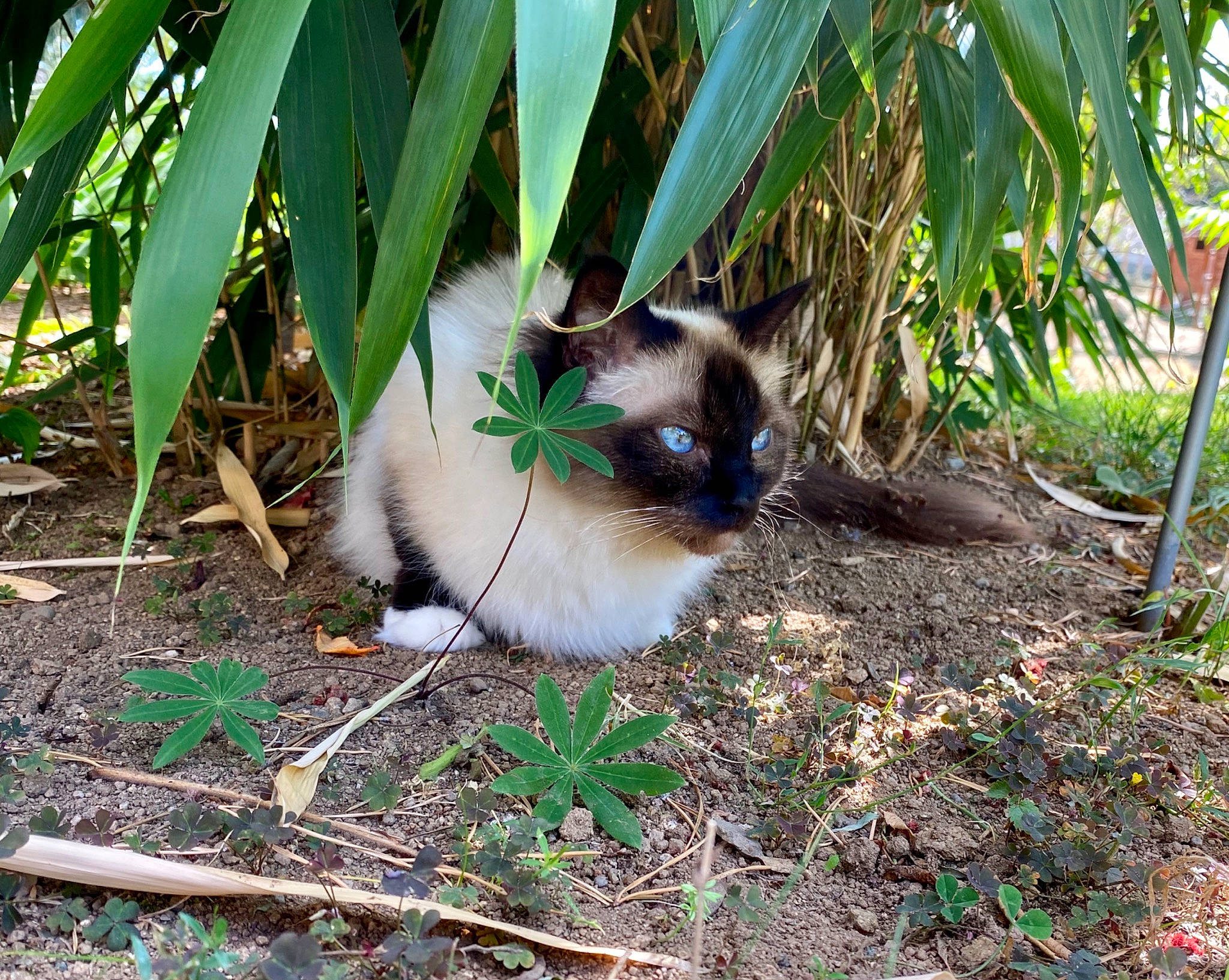 Laya participe au concours pour gagner de l'argent avec cette photo : balinese, birman, carnivore, cat, felidae, grass, himalayan, mammal, plant, ragdoll, small_to_medium_sized_cats