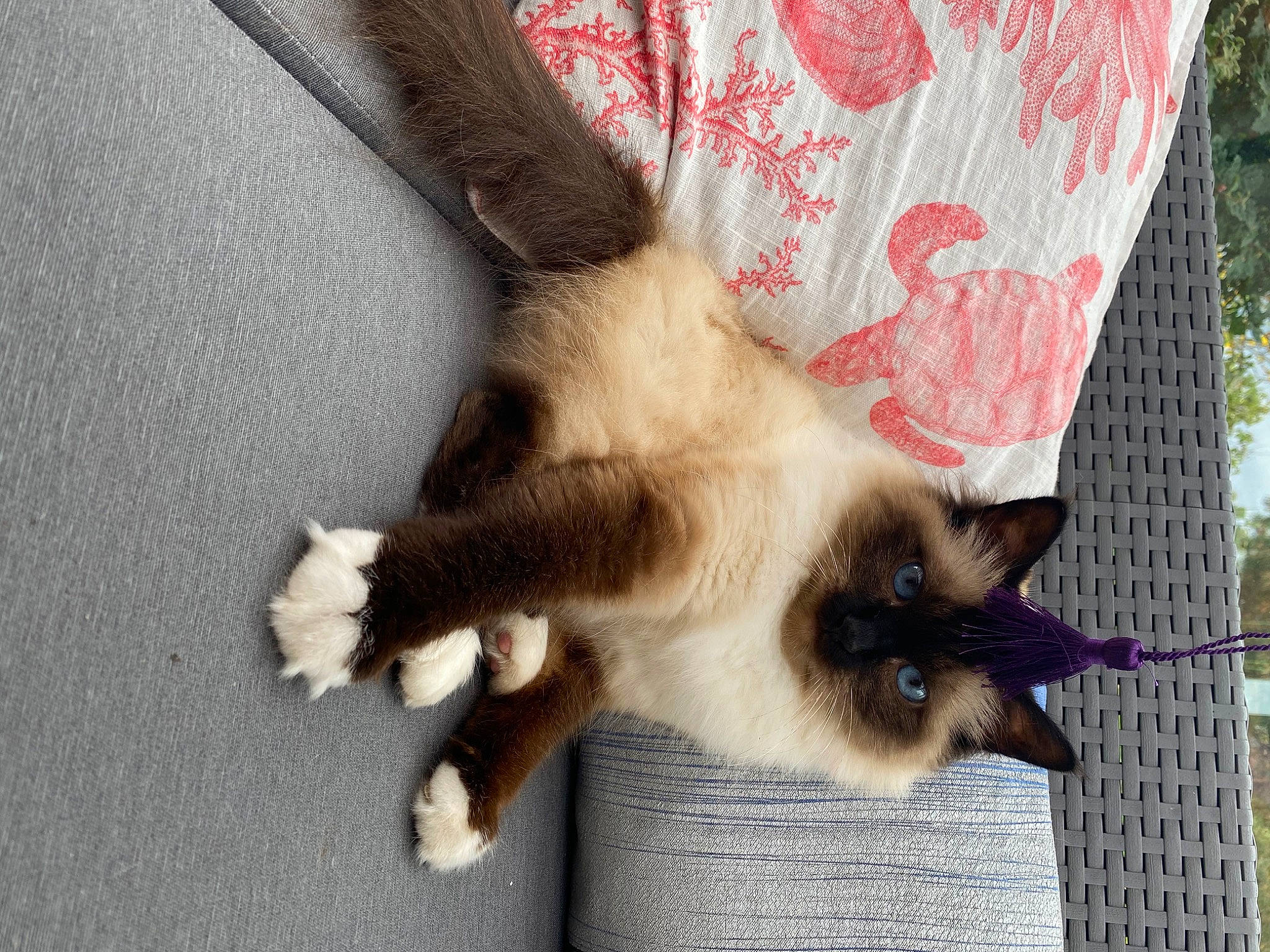 Laya a rejoint le concours — aidez-le/la à gagner de superbes lots ! balinese, birman, carnivore, cat, claw, fawn, felidae, fur, himalayan, kitten, mammal, paw, polydactyl_cat, ragdoll, siamese, small_to_medium_sized_cats, snowshoe, tail, thai, whiskers