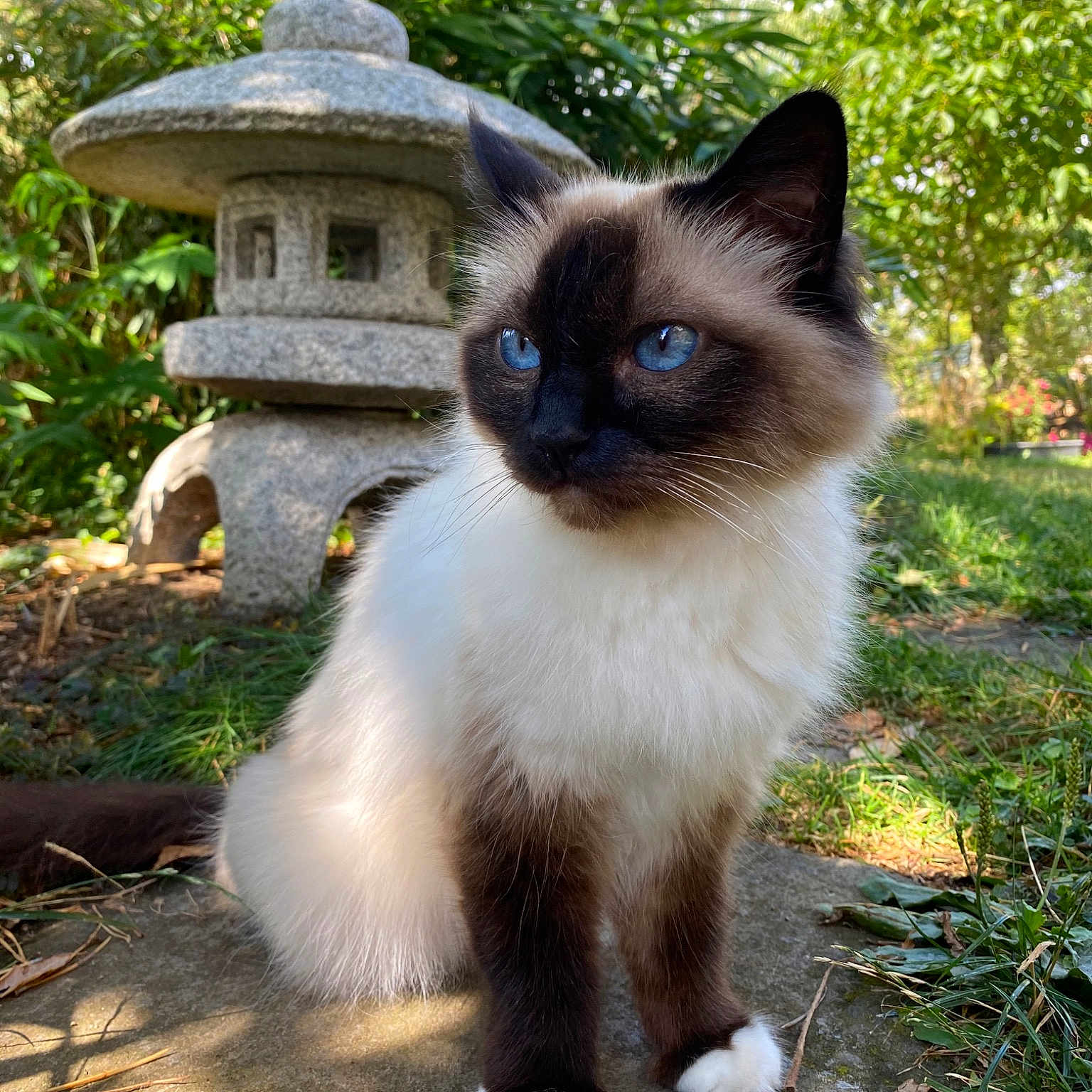 Laya