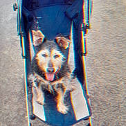 Voyou a rejoint le concours — aidez-le/la à gagner de superbes lots ! dog, stroller, outdoor, animal, pet, canine, happy, tongue_out, ears, pavement, blue, wheels, cute, sitting, furry, small_dog, front_view, daylight, playful, resting