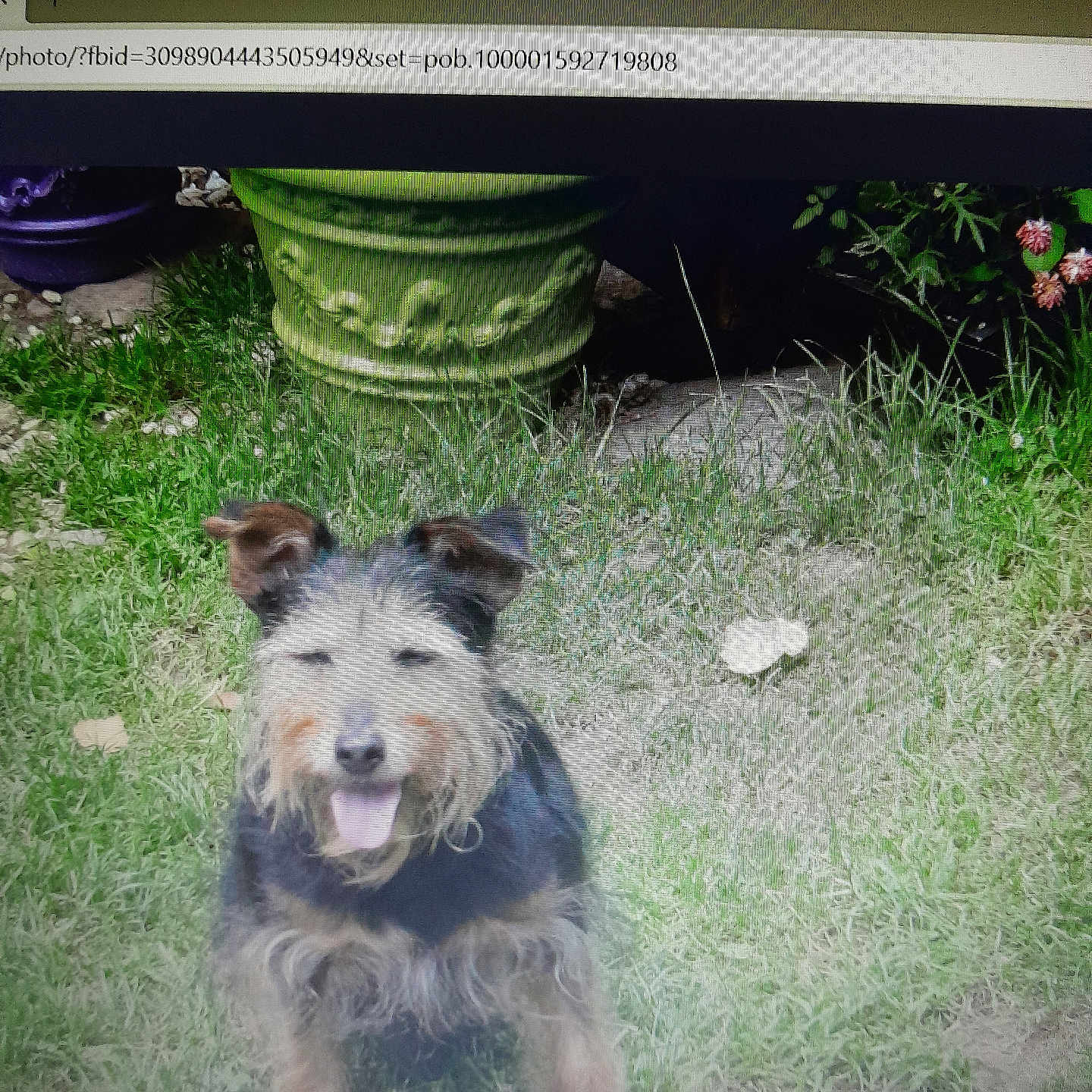 Voyou a rejoint le concours — aidez-le/la à gagner de superbes lots ! dog, grass, outdoor, plant_pot, garden, happy, tongue_out, scruffy, small_dog, green, foliage, yard, pet, canine, nature, sitting, animal, fur, ears, playful