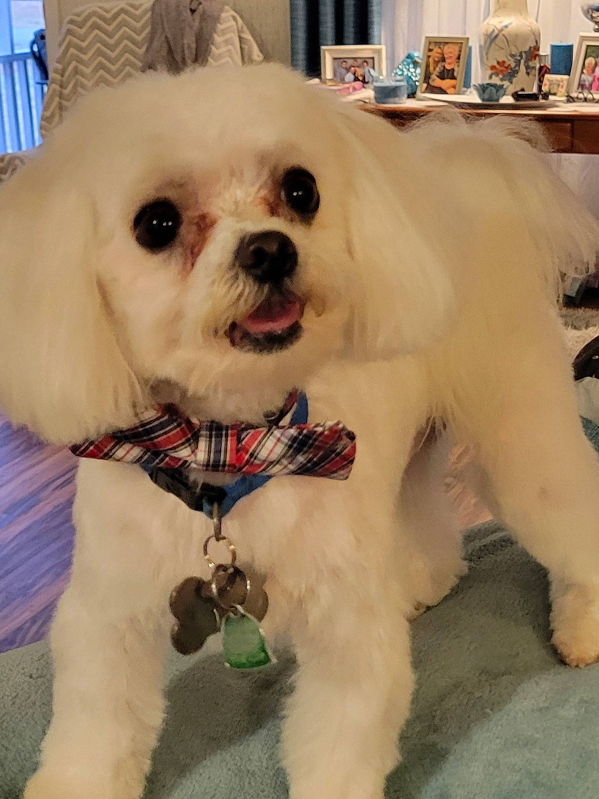 Happy Hardwick is registered to the contest to win money with this photo: blue, canidae, carnivore, collar, companion_dog, dog, dog_breed, dog_clothes, dog_collar, dog_supply, eyewear, fashion_accessory, fawn, fur, maltepoo, pet_supply, snout, sporting_group, toy_dog, working_animal