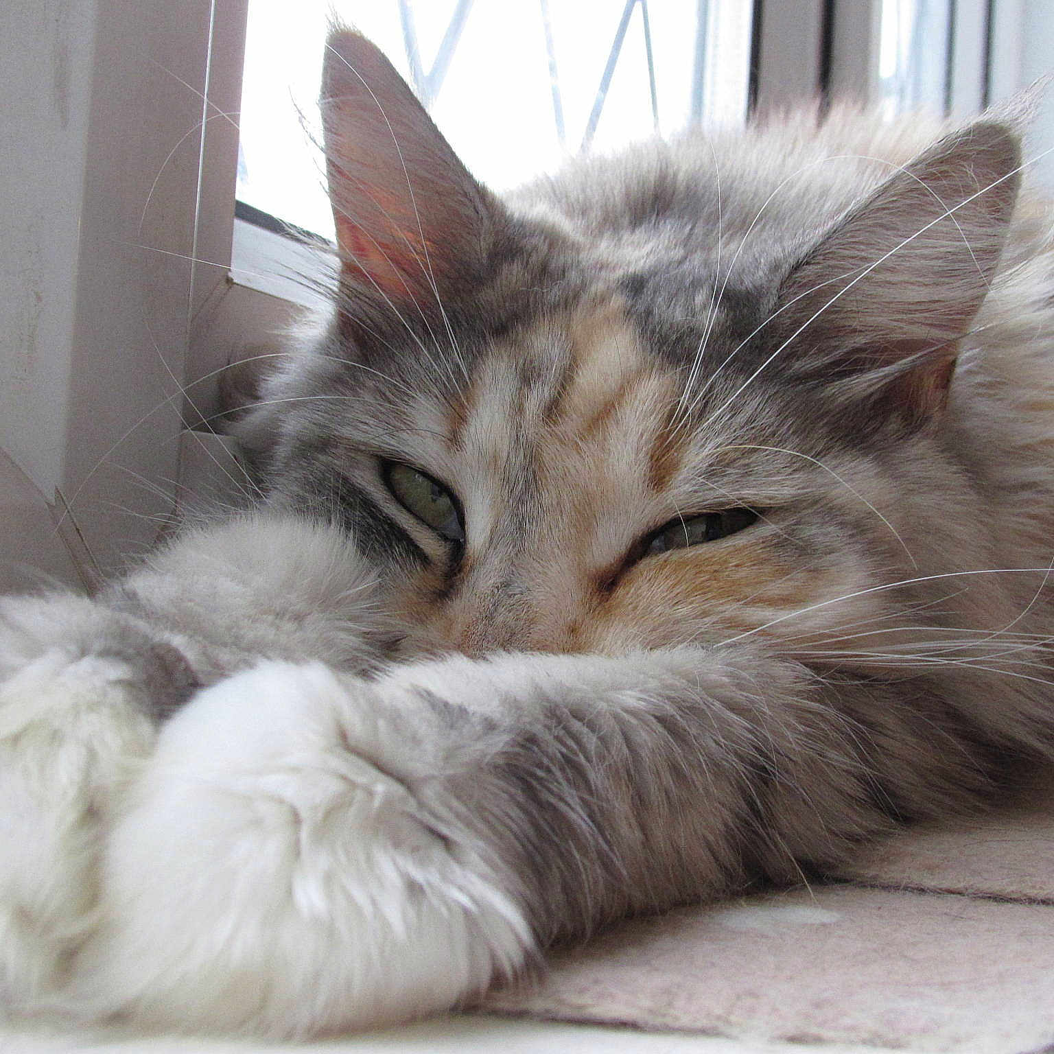 Tilly