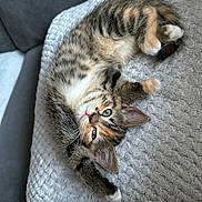 Sage is registered to the contest to win money with this photo: kitten, cat, tabby, feline, pet, sleepy, cozy, blanket, fur, whiskers, paw, cute, indoor, relaxed, resting, soft, animal, young, domestic, comfort