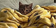 Sage is registered to the contest to win money with this photo: kitten, cat, blanket, yellow_blanket, bee_pattern, cozy, couch, textured_couch, indoor, pet, curious, small_animal, fur, cute, domestic_cat, resting, wrapped_up, warm, home, comfort
