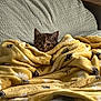 kitten, cat, blanket, yellow_blanket, bee_pattern, cozy, couch, textured_couch, indoor, pet, curious, small_animal, fur, cute, domestic_cat, resting, wrapped_up, warm, home, comfort