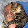 Sage joined the competition — help win amazing prizes! kitten, cat, sleeping, tattoo, arm, bracelet, tabby, fur, person, skin, blue_clothing, white_blanket, paw, cute, resting, closeup, indoor, pet, animal, nap