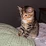 Sage joined the competition — help win amazing prizes! kitten, cat, tabby, feline, pet, animal, cute, young, fur, whiskers, indoor, blanket, bedroom, soft, curious, small, domestic, mammal, comfort, resting